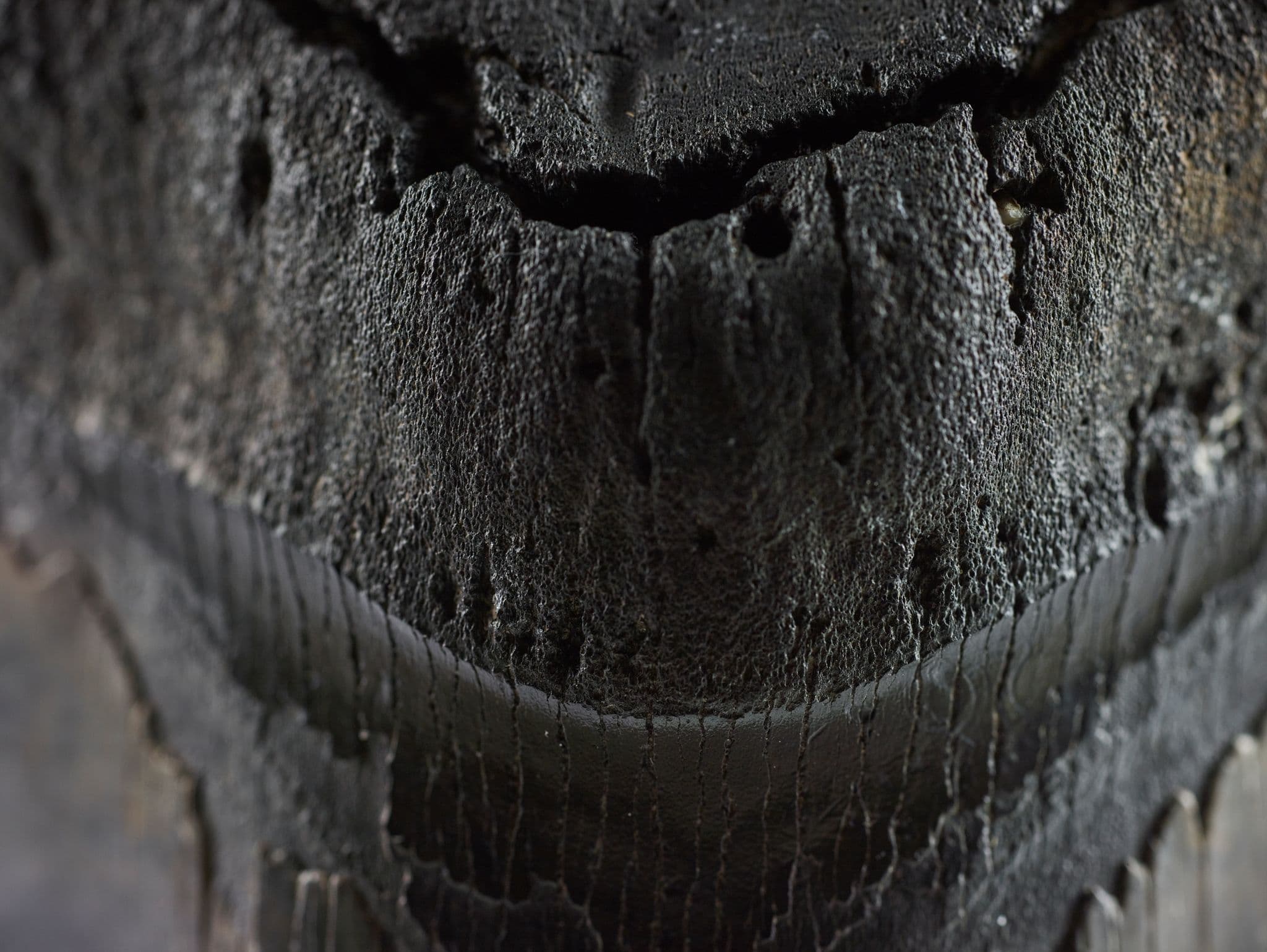 Megalodon Teeth Valuations & Selling at Auction
