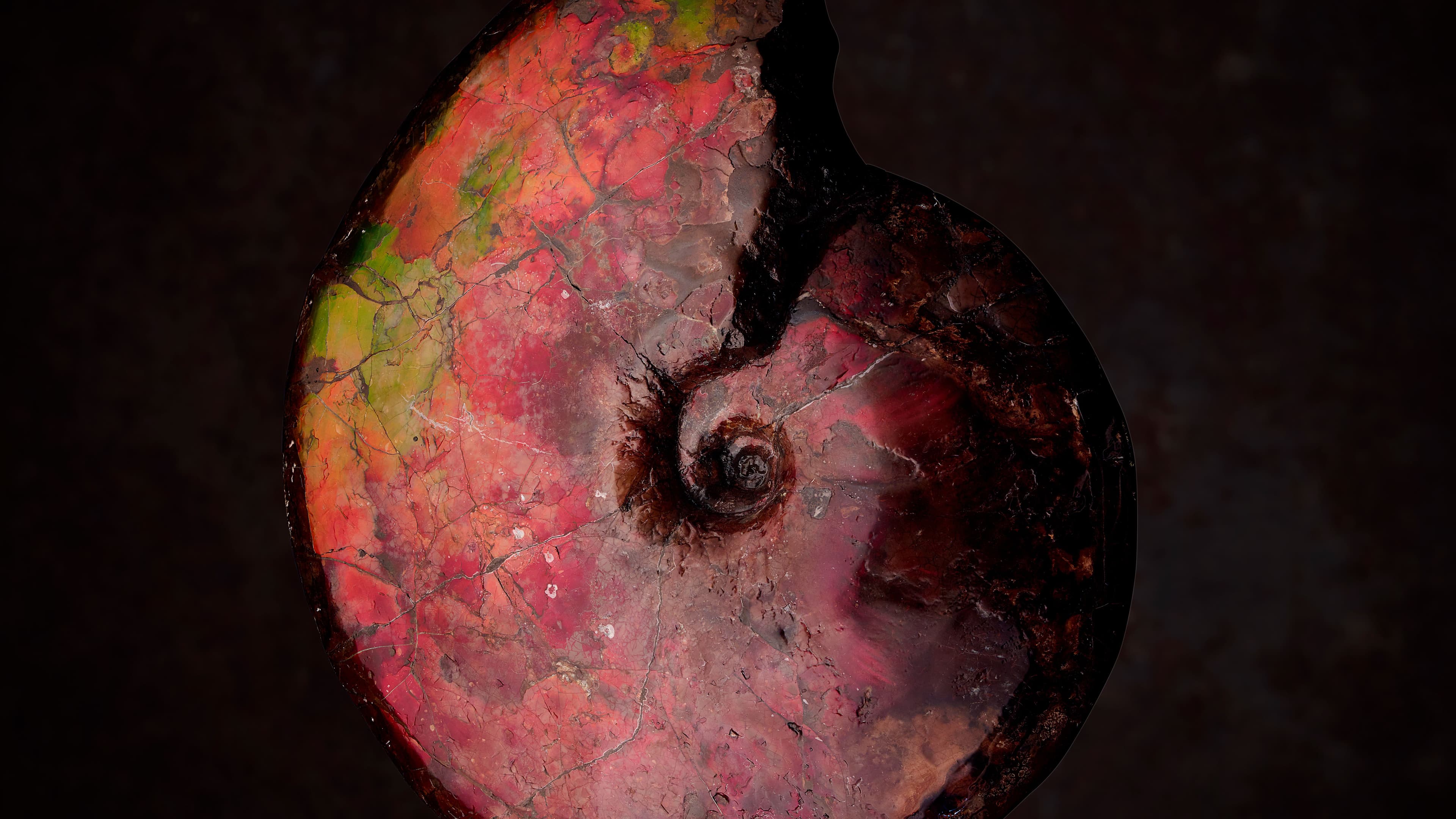 Ammonite Fossil Valuations & Selling at Auction