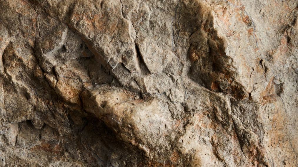 Browse our Upcoming Natural History Sales