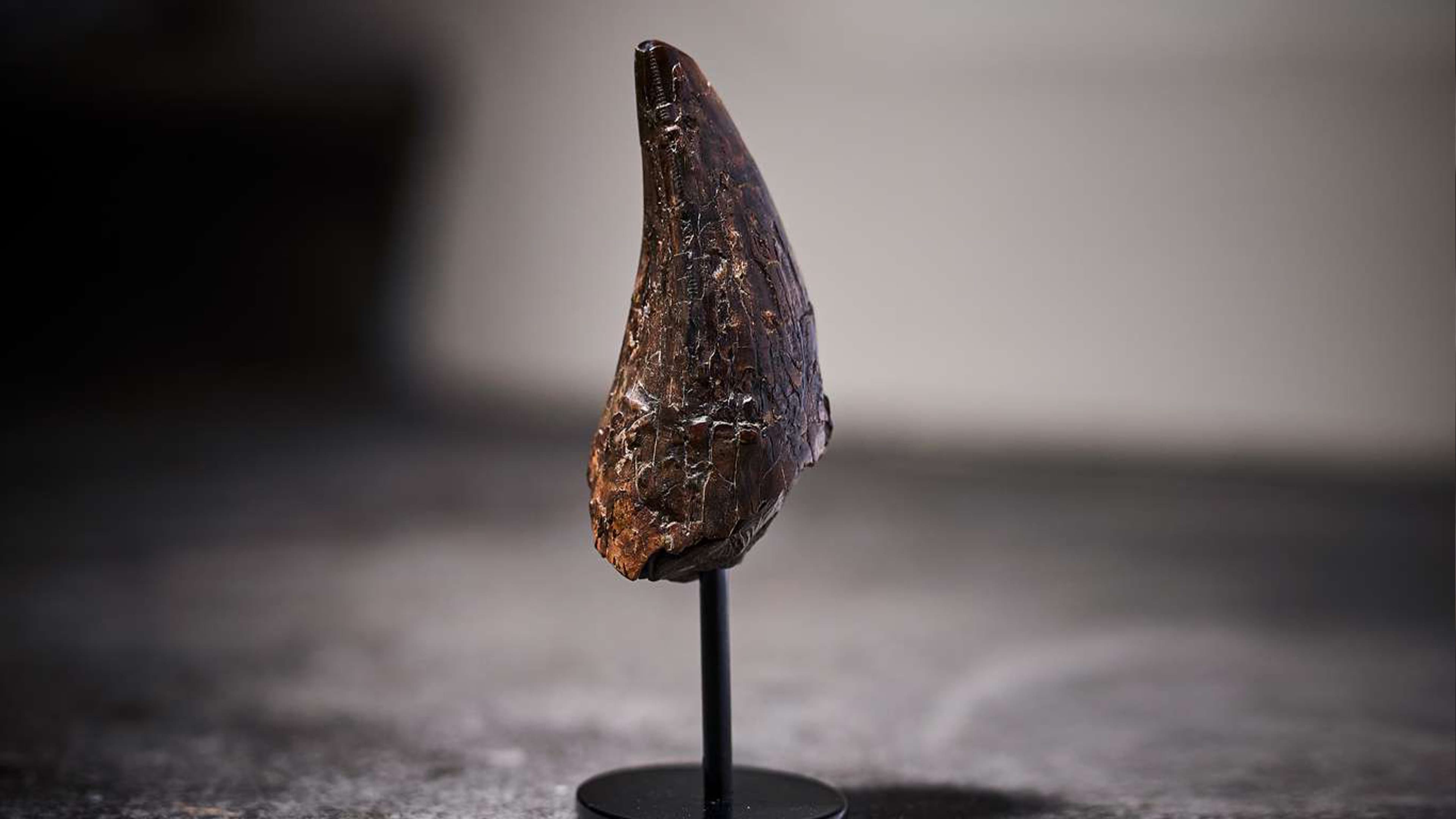 Megalodon Teeth Valuations & Selling at Auction