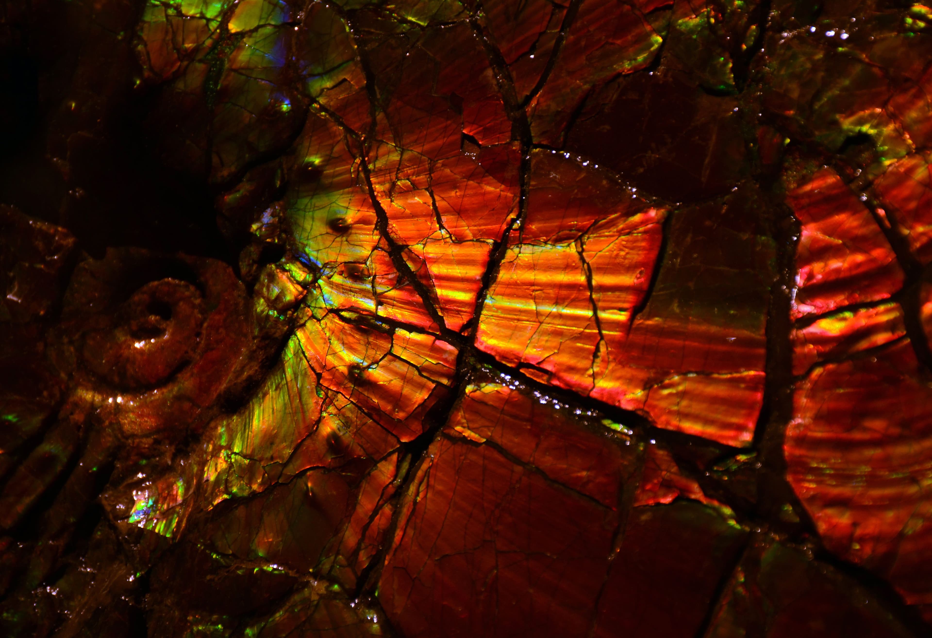What Is Ammolite? A Guide to the Iridescent Ammonite Gem