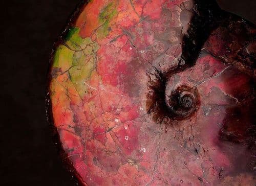 Top 7 Most Collectible Fossils: A Guide for Collectors and Enthusiasts